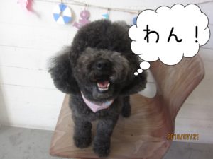 黒トイプードルアップ