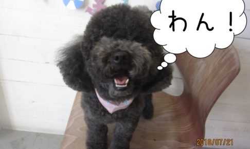 黒トイプードルアップ