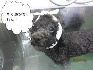 スパ中黒トイプードル