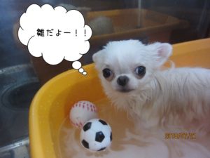 白チワワスパ中