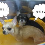 チワワスパ中２人