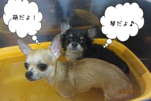チワワスパ中２人