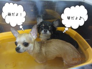 チワワスパ中２人