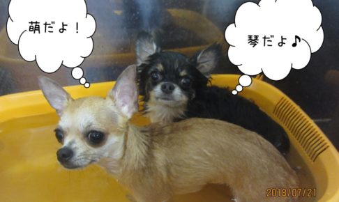 チワワスパ中２人