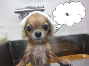 スパ中茶チワワ