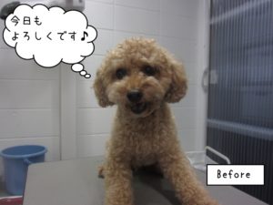 カット前トイプードル