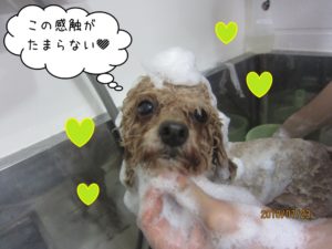 シャンプー中トイプードル