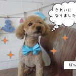 キラキラトイプードル