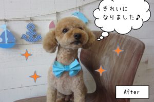 キラキラトイプードル