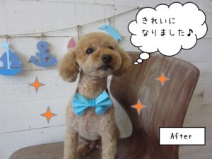 キラキラトイプードル