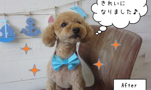 キラキラトイプードル