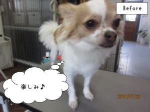 カット前チワワ