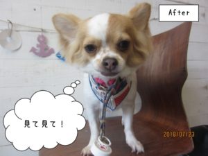カット後チワワ