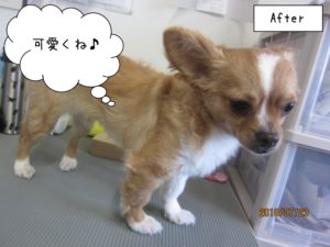 カット前茶チワワ