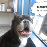 窓際ミックス犬