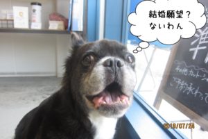 窓際ミックス犬