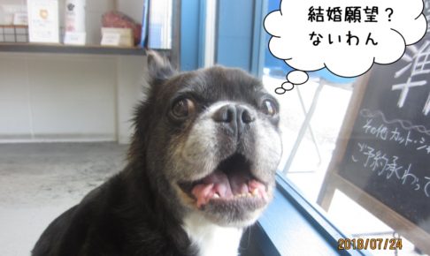 窓際ミックス犬