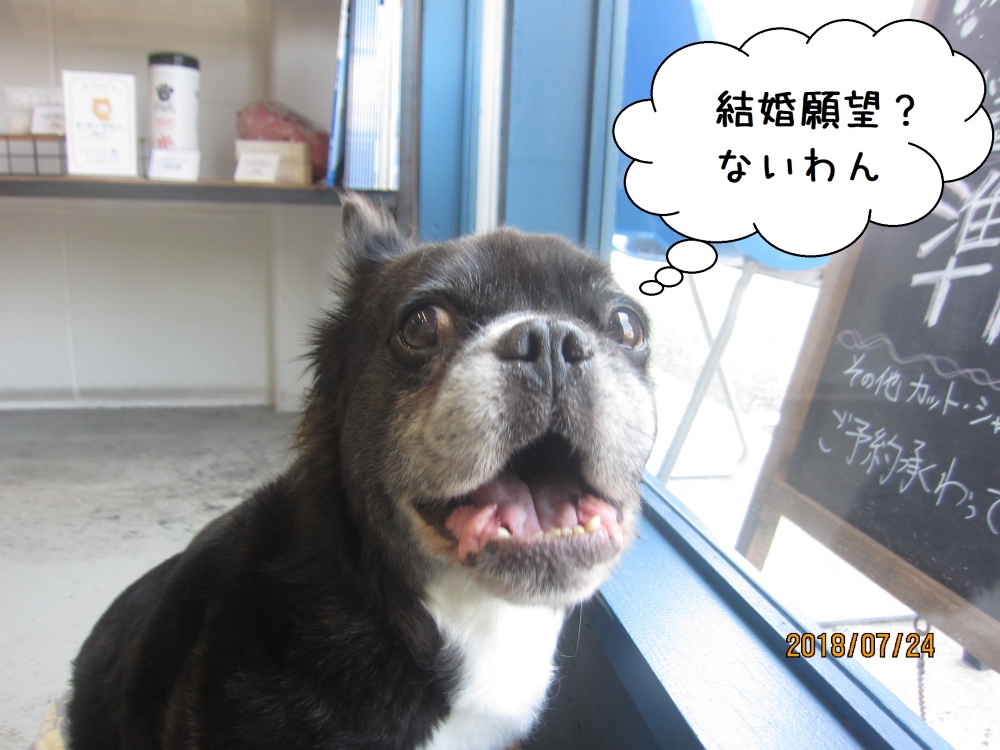 窓際ミックス犬