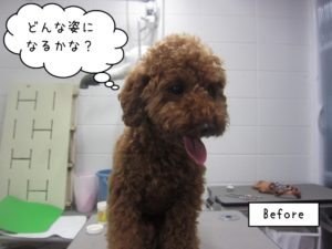 カット前トイプードル