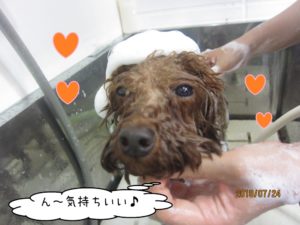 シャンプー中トイプードル