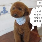 ベアカットトイプードル