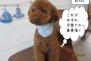 ベアカットトイプードル