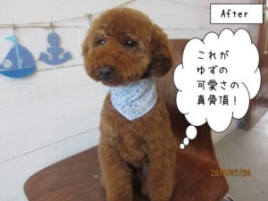 ベアカットトイプードル