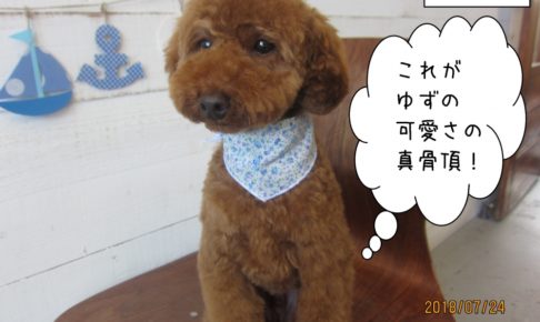 ベアカットトイプードル