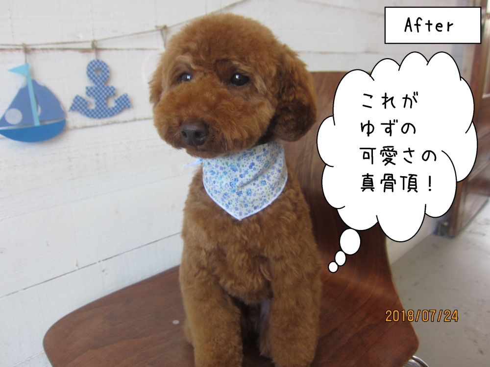 ベアカットトイプードル