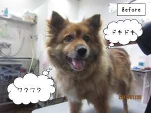 カット前ミックス犬