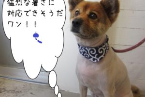 すっきりミックス犬