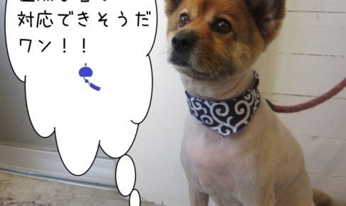 すっきりミックス犬