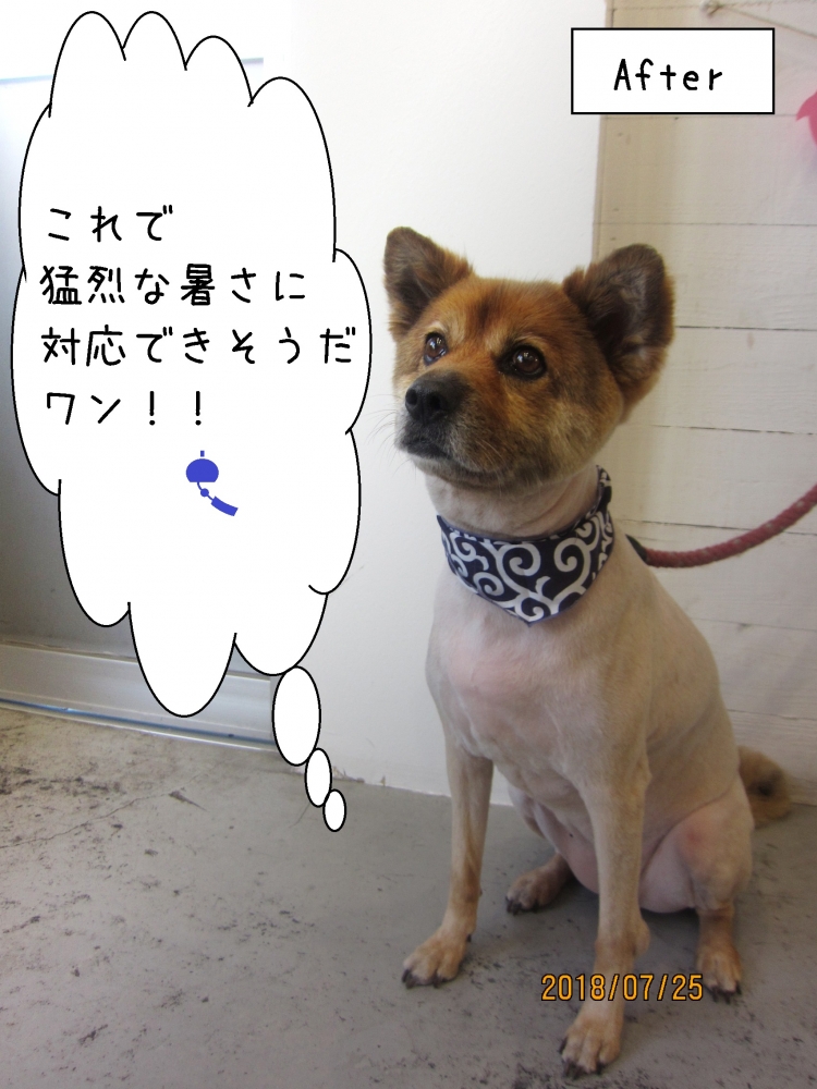 すっきりミックス犬