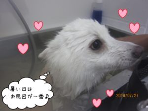 スパ中スピッツ