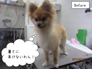 カット前ポメラニアン