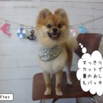 笑顔ポメラニアン