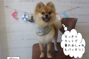 笑顔ポメラニアン