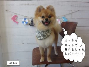 笑顔ポメラニアン