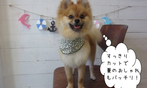 笑顔ポメラニアン