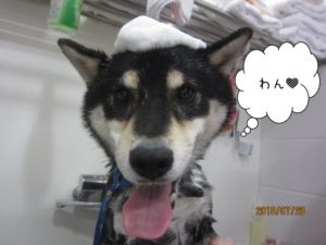 シャンプー中黒柴犬