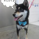 のんびり黒柴犬