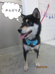 のんびり黒柴犬