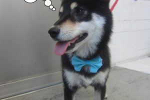 のんびり黒柴犬