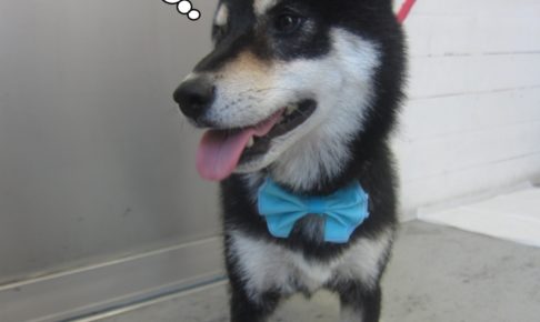 のんびり黒柴犬