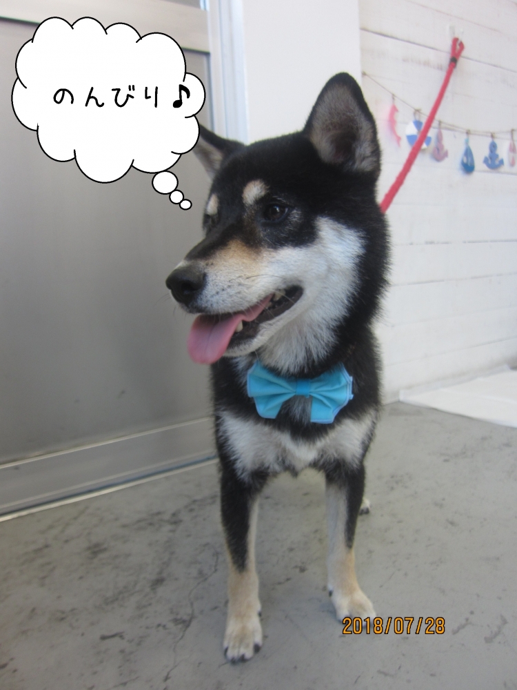 のんびり黒柴犬