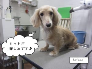 カット前ミニチュアダックス