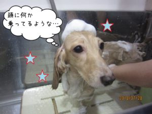 シャンプー中ミニチュアダックス