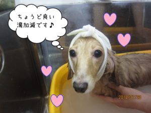 スパ中ミニチュアダックス