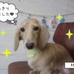 おすましミニチュアダックス