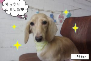 おすましミニチュアダックス